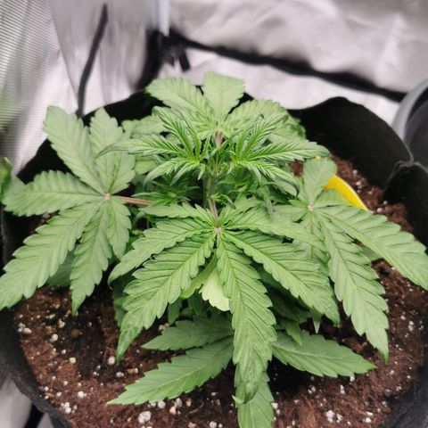 Stress Killer Auto  growlog timeline photo