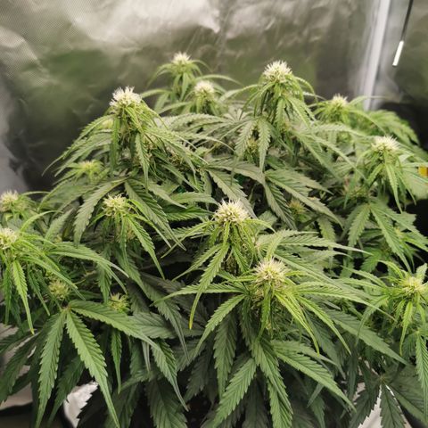 Triple G Auto growlog timeline photo