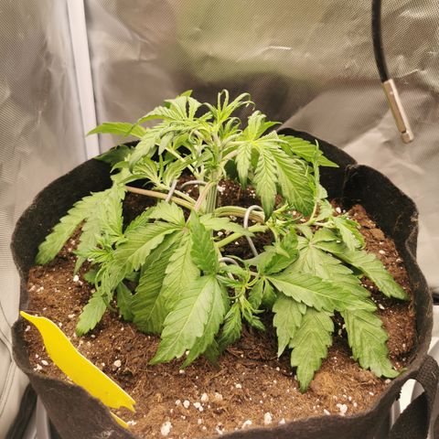 Stress Killer Auto  growlog timeline photo