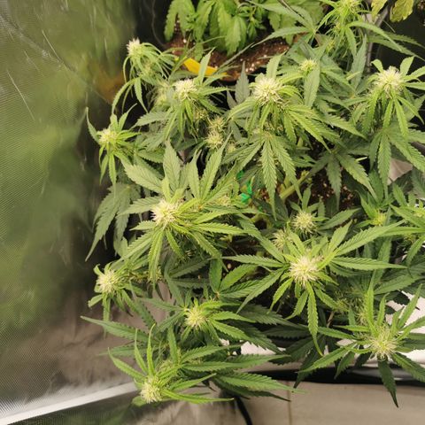 Triple G Auto growlog timeline photo