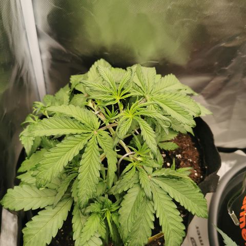 Stress Killer Auto  growlog timeline photo
