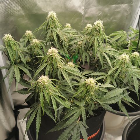 Triple G Auto growlog timeline photo