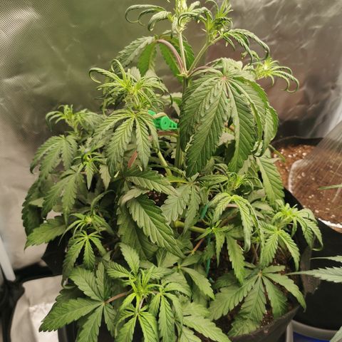 Stress Killer Auto  growlog timeline photo