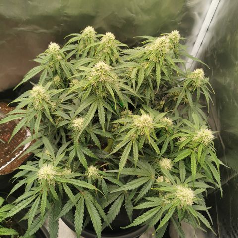 Triple G Auto growlog timeline photo