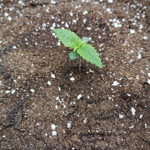 Green Crack Auto growlog timeline photo
