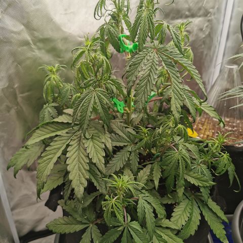 Stress Killer Auto  growlog timeline photo