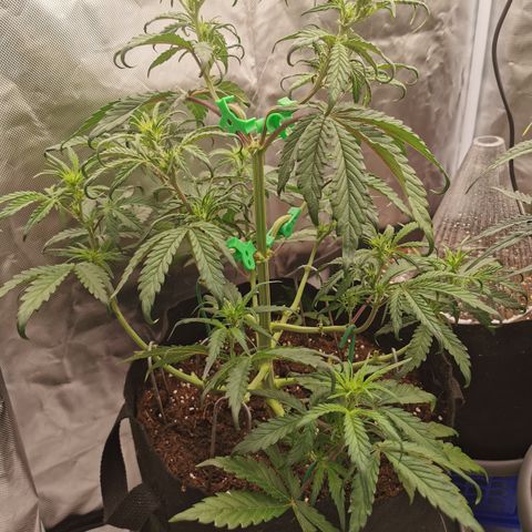 Stress Killer Auto  growlog timeline photo
