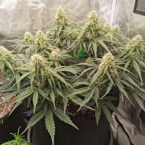 Triple G Auto growlog timeline photo