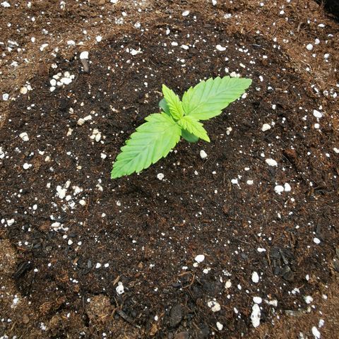 Green Crack Auto growlog timeline photo