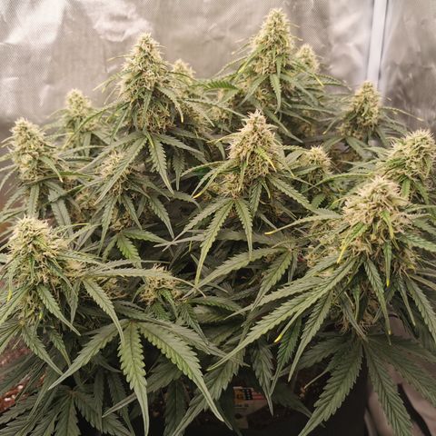 Triple G Auto growlog timeline photo