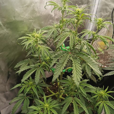 Stress Killer Auto  growlog timeline photo