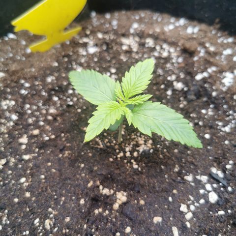 Green Crack Auto growlog timeline photo