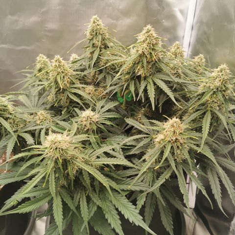 Triple G Auto growlog timeline photo