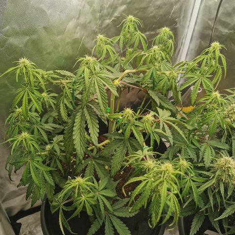 Stress Killer Auto  growlog timeline photo