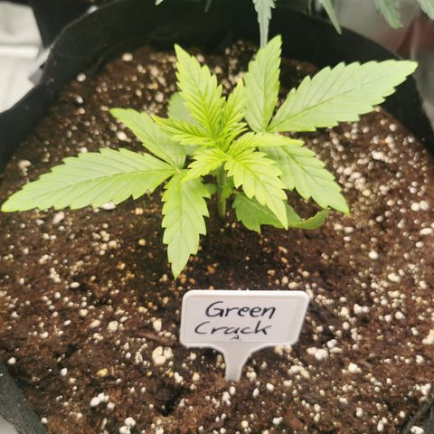 Green Crack Auto growlog timeline photo