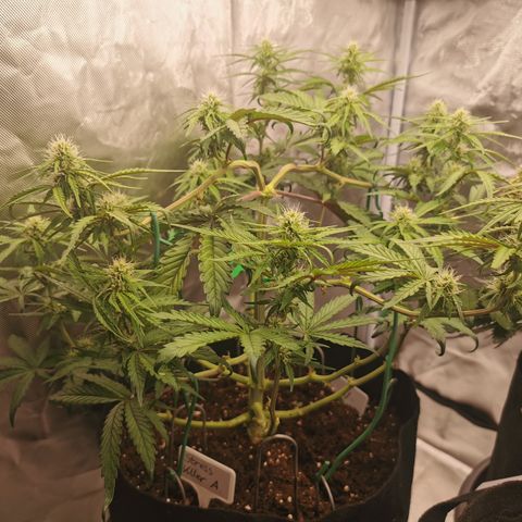 Stress Killer Auto  growlog timeline photo