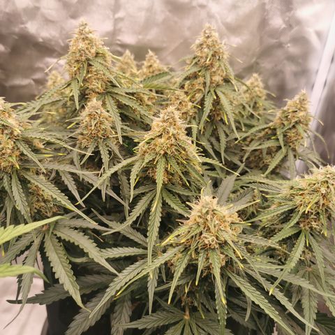Triple G Auto growlog timeline photo
