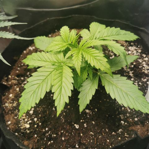 Green Crack Auto growlog timeline photo