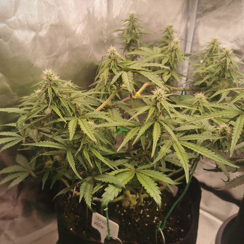 Stress Killer Auto  growlog timeline photo