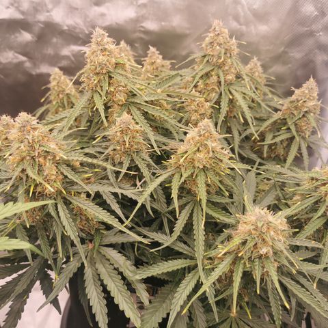 Triple G Auto growlog timeline photo