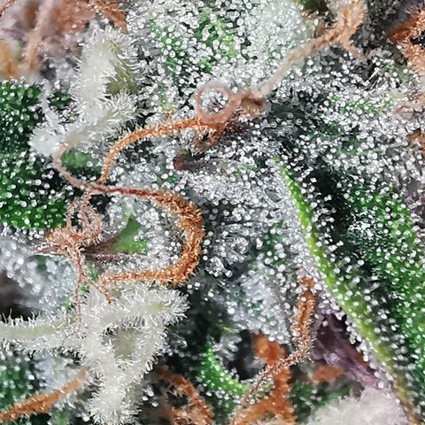 Triple G Auto growlog timeline photo
