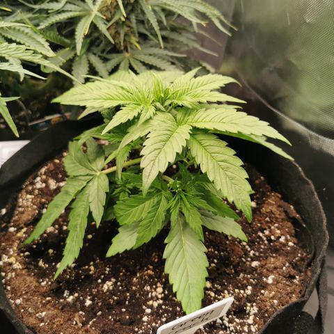 Green Crack Auto growlog timeline photo