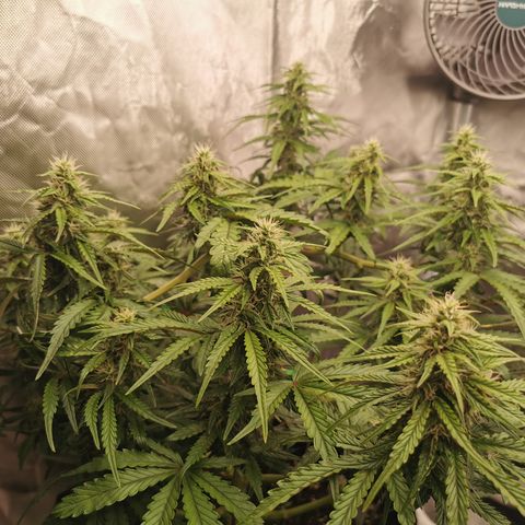 Stress Killer Auto  growlog timeline photo