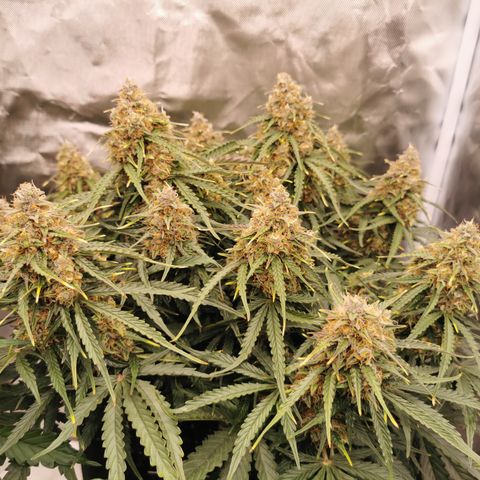 Triple G Auto growlog timeline photo