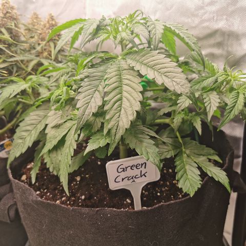 Green Crack Auto growlog timeline photo
