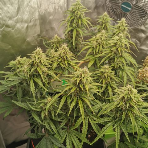 Stress Killer Auto  growlog timeline photo