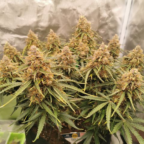 Triple G Auto growlog timeline photo