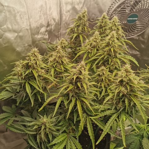 Stress Killer Auto  growlog timeline photo