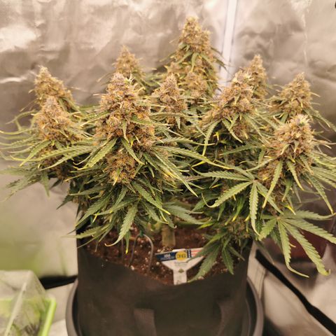 Triple G Auto growlog timeline photo