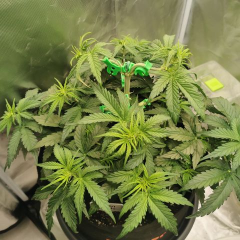 Green Crack Auto growlog timeline photo