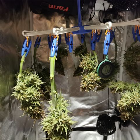 Triple G Auto growlog timeline photo
