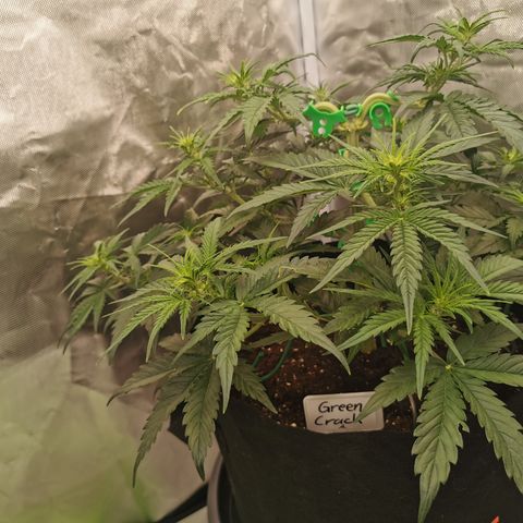 Green Crack Auto growlog timeline photo