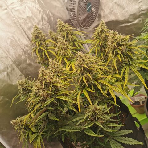Stress Killer Auto  growlog timeline photo