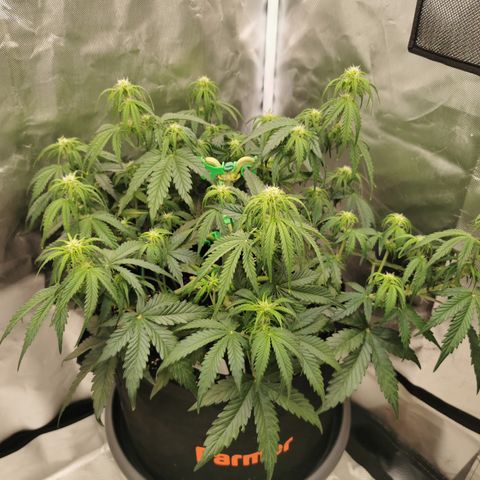 Green Crack Auto growlog timeline photo