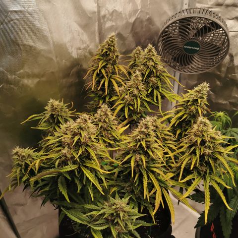 Stress Killer Auto  growlog timeline photo