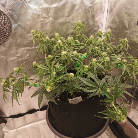 Green Crack Auto growlog timeline photo