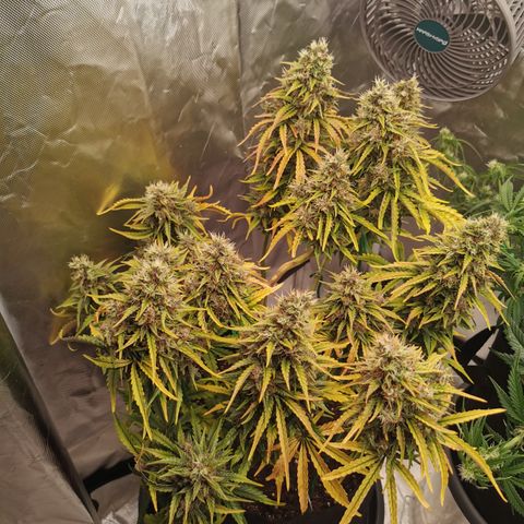 Stress Killer Auto  growlog timeline photo