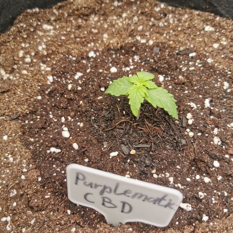 Purplematic CBD growlog timeline photo
