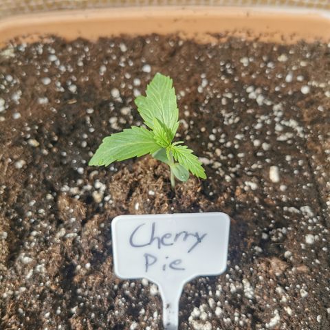 Auto Cherry Pie growlog timeline photo