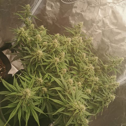 Green Crack Auto growlog timeline photo