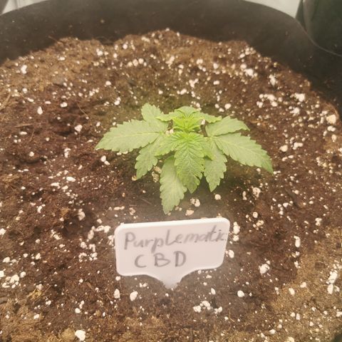 Purplematic CBD growlog timeline photo