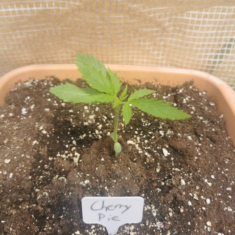 Auto Cherry Pie growlog timeline photo