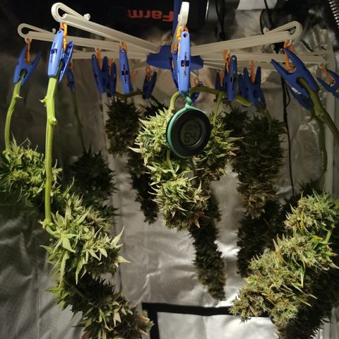 Stress Killer Auto  growlog timeline photo