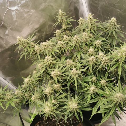 Green Crack Auto growlog timeline photo