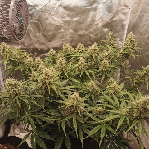 Green Crack Auto growlog timeline photo