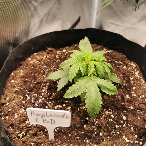 Purplematic CBD growlog timeline photo